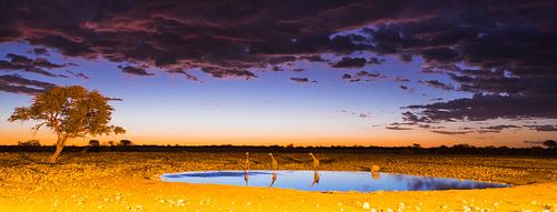 Zonsondergang in Etosha National Park