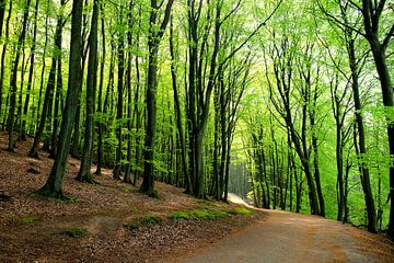 Im Frühlingswald von Ostsee Bilder