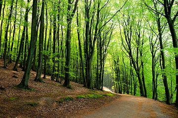 Forest  van Ostsee Bilder