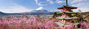 Unique panoramic view of Mount Fuji with Chureito Pagoda during cherry blossom season