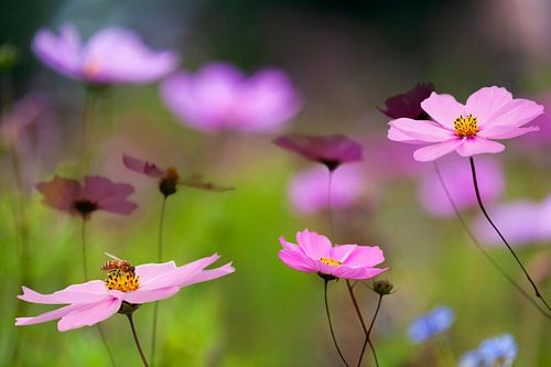 Field full of wild flowers