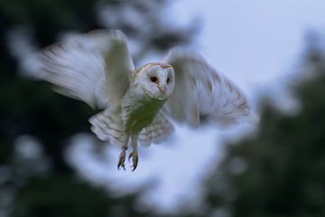 Barn owl in flight by Larissa Rand