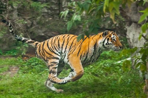 Fast speedy run of the hunter - red lightning. Young beautiful tiger deftly jumps on green grass, a 