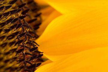 Sonnenblume von Greetje van Son