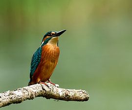 Ijsvogel by Harry Glorius