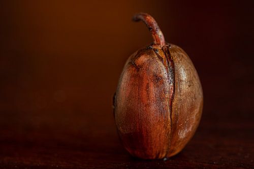 Oak nut in gradations of brown