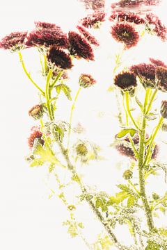 Kleine Chrysanthemen in Eis 2 von Marc Heiligenstein