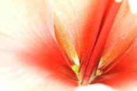 Red Amaryllis van Frits Vrielink thumbnail