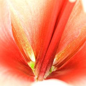 Red Amaryllis van Frits Vrielink