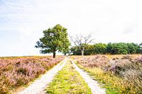 Die Straße zwischen dem lila Heidekraut