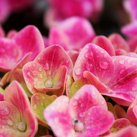 Roze hortensia met waterdruppels van Sanne Custers