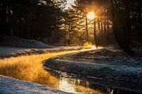 Sunlight