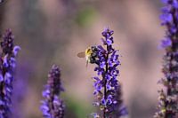 Bijtje op Salvia