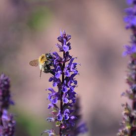 Biene auf Salvia von Roland van Tilborg