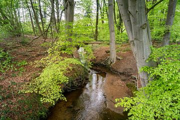 Le ruisseau Moss au moulin de Frans sur Ron Poot