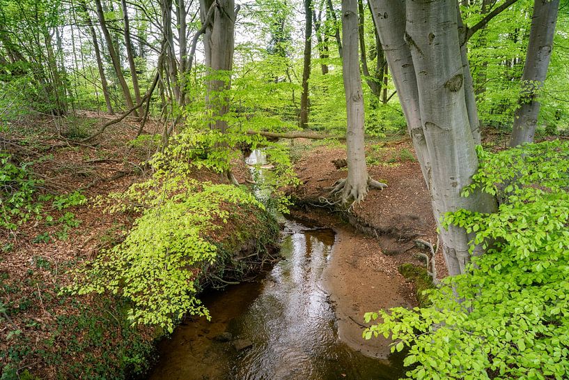 The Moss brook at Frans's mill by Ron Poot