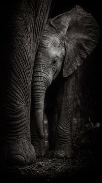 Protective embrace of a mother elephant - The refuge of giants by Retinas images