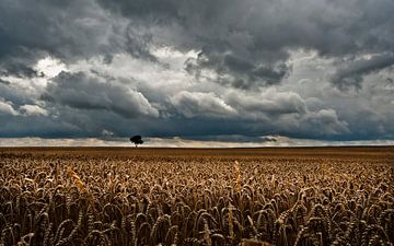 Himmelskorn & Baum von -Léon -