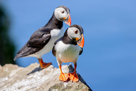 Puffin (Fratercula arctica) by Dirk Rüter