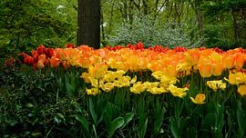 Tulpen im Keukenhof-Wald von Aagje de Jong