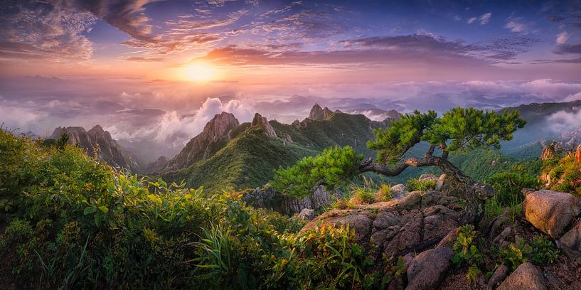 Pine tree on the rock by Tiger Seo