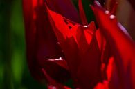 Rote Tulpen Nahaufnahme von Margreet Frowijn Miniaturansicht