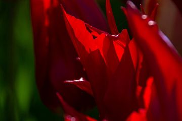 Rode tulpen close-up