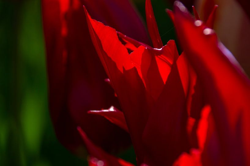 Rote Tulpen Nahaufnahme von Margreet Frowijn