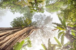 Hoge boom in Thailand van Marcel Derweduwen