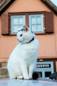 Die Katze auf dem Autodach