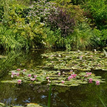 Gestileerde waterlelies in de vijver van Monet in Giverny Frankrijk van Leoniek van der Vliet