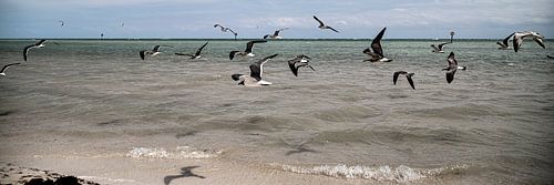 Florida XXI 
