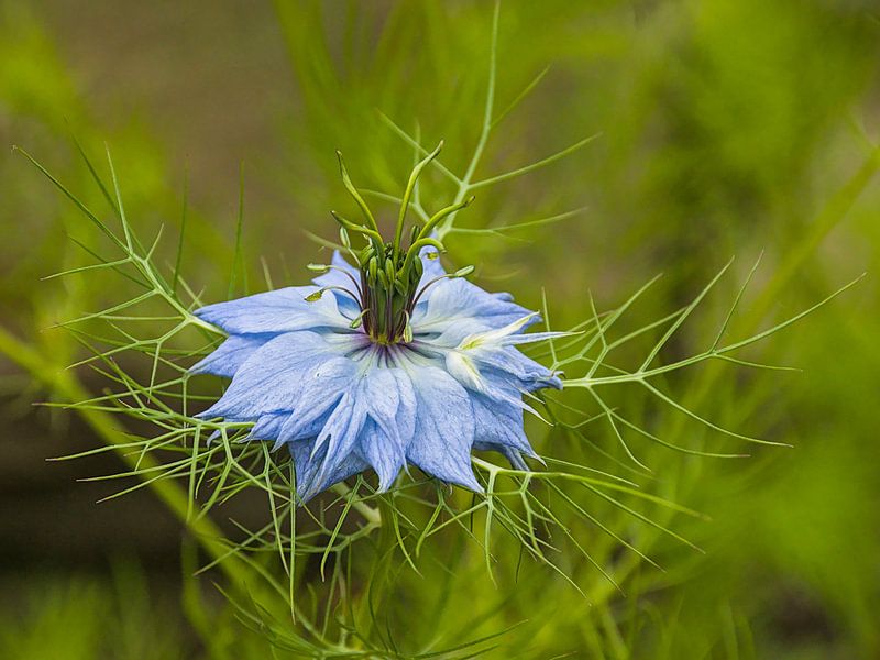 Jungfer im Grünen von Kristof Lauwers