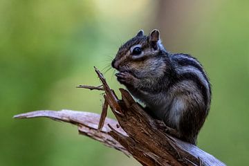 Siberian ground squirrel on a beautiful bokeh background by Gianni Argese