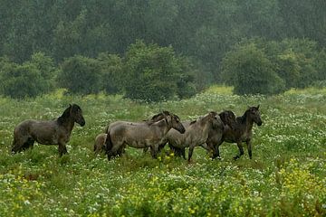 Konikpaarden in zware regen- en onweersbui van Ruud Lobbes