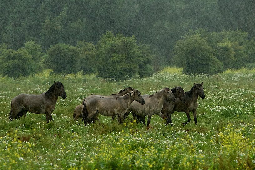 Konikpaarden in zware regen- en onweersbui par Ruud Lobbes