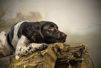 Dog on tree trunk