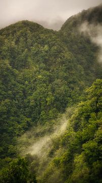 Green jungle in Madeira by Chris Snoek