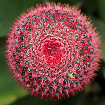 Stekelig: Close-up van een roze cactusbloem