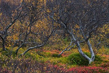 IJslandse herfst van Danny Slijfer Natuurfotografie