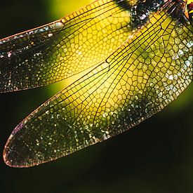 Een macro met libellenvleugels in warm tegenlicht van stewic_