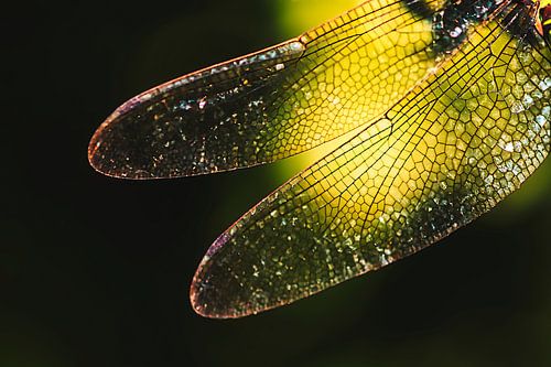 Une macro avec des ailes de libellule dans un contre-jour chaud sur stewic_