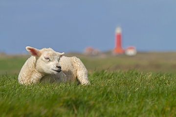 Dit is Texel! This is Texel! van Justin Sinner Pictures ( Fotograaf op Texel)