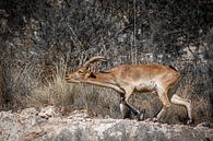 Driven ibex drives herd in the mountains of Andalucia. Wout Cook One2expose by Wout Kok thumbnail