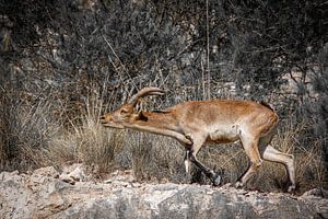 Gedreven steenbok drijft kudde voort in de bergen van Andalucia. Wout Kok One2expose