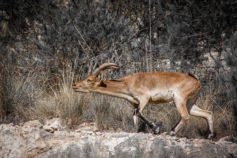 Driven ibex drives herd in the mountains of Andalucia. Wout Cook One2expose by Wout Kok