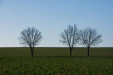 Drie boompjes van Manuel Declerck