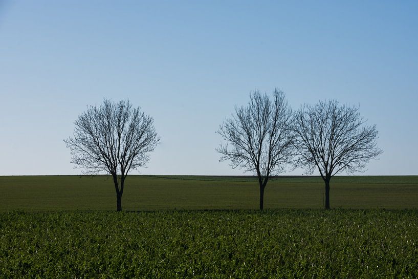 Three Trees by Manuel Declerck