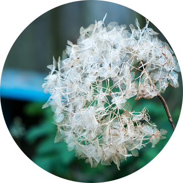 Uitgebloeide bloem van een hortensia in de tuin van Idema Media