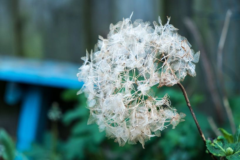 Dead flower of a hydrangea in the garden by Idema Media
